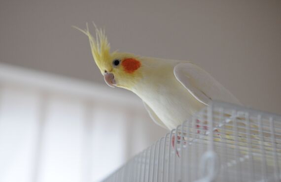 ペットホテルは春日井市のお客様から鳥の宿泊先としてもお選びいただきます