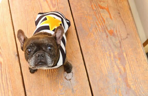 ペットシッターサービスは春日井市にてトリミングサロンへの送迎も承ります