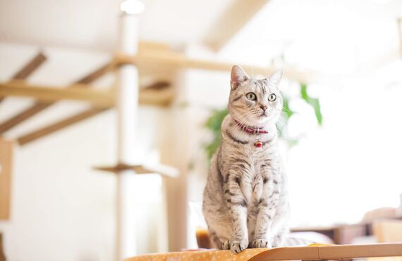 春日井市のペットシッターサービスはペットのお留守番も一緒に見守ります