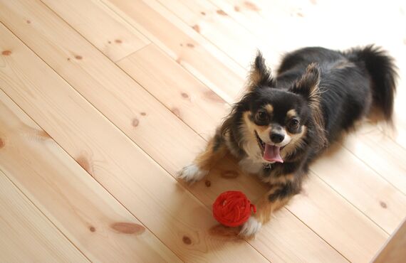 ペットシッターは春日井市にてお散歩代行のご依頼も承っております