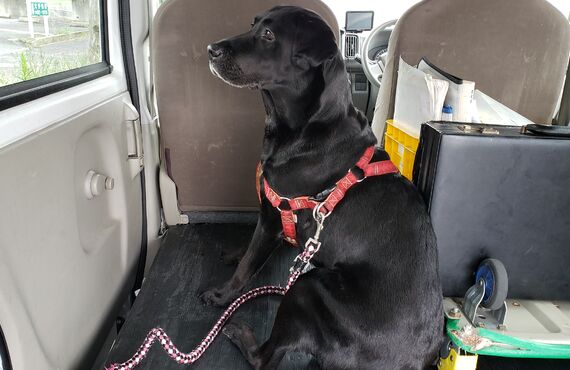 小牧市においてペットを安心して送迎したい方はこちらへ