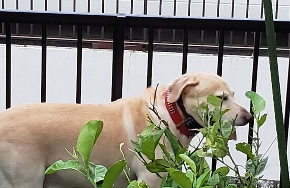 環境に恵まれた場所で宿泊！！中村ペットサービス