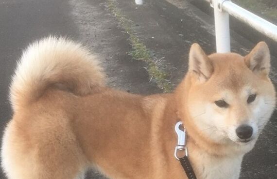 お客様の声　中村ペットサービス