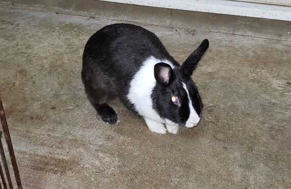 小動物専門ペットホテル