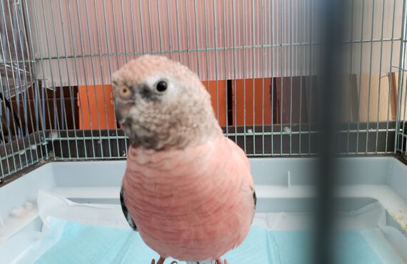 春日井市で小鳥を預かるペットホテルは中村ペットサービス